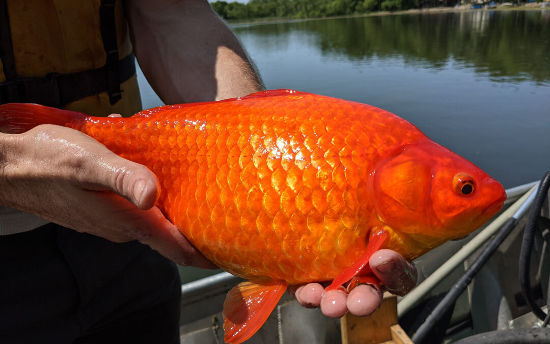 What Size Is Your Pond?