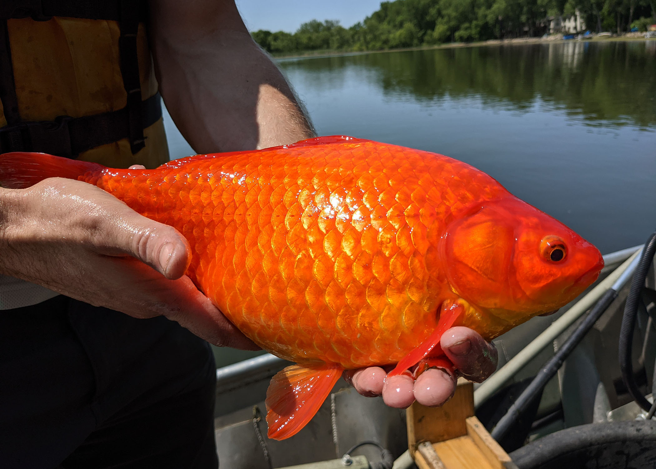 big-goldfish big goldfish