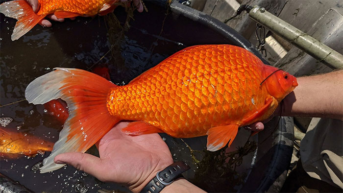 big-goldfish2 big goldfish